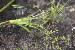 Cyperus dentatus