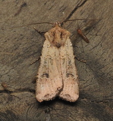 Euxoa ochrogaster