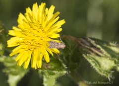 Seeboldia korgosella