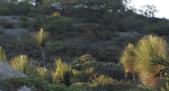 Dasylirion longissimum