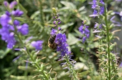 Apis mellifera