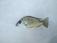 Tylochromis