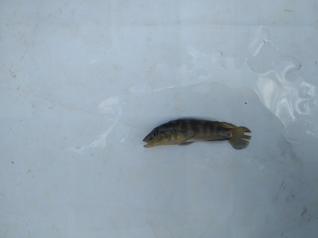 Congo lamprologus (Lamprologus mocquardi) — Cichlidae