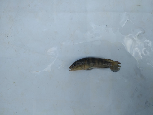 Congo-lamprologus (Lamprologus mocquardi) — Cichlidae