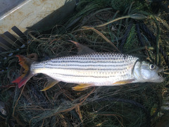 Hydrocynus vittatus