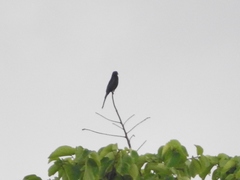 Onychognathus fulgidus