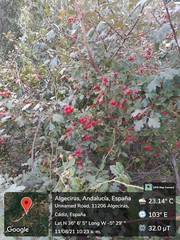 Crataegus monogyna