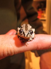 Semnodactylus wealii