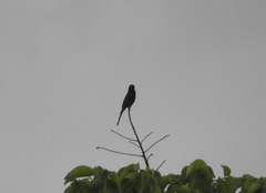 Onychognathus fulgidus