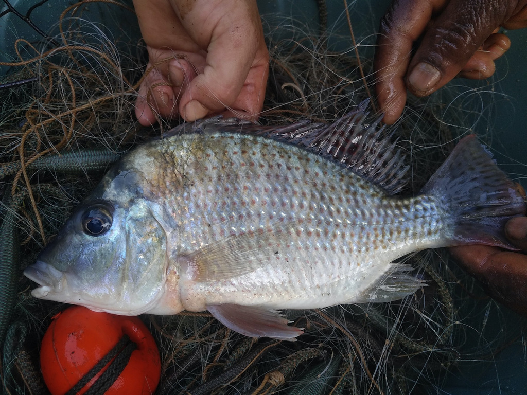 Variable tylochromis (Tylochromis variabilis) — Cichlidae