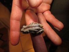 Semnodactylus wealii