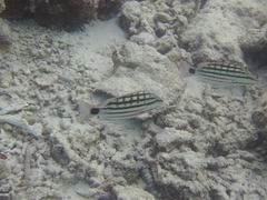 Lutjanus decussatus