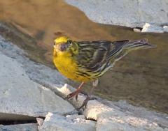 European Serin photo 6