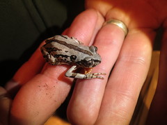 Semnodactylus wealii