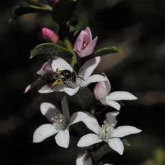 Philotheca buxifolia
