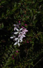 Philotheca buxifolia