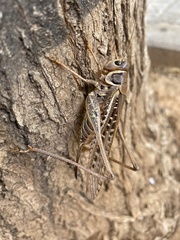 Decticus albifrons