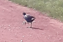 Gallinula chloropus