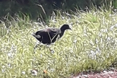 Gallinula chloropus