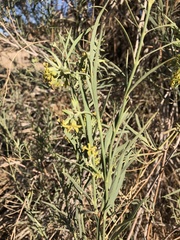 Ectadium virgatum