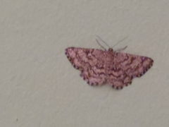 Heliomata glarearia