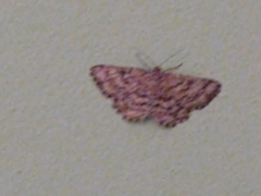 Heliomata glarearia