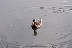 Anas platyrhynchos