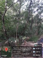 Alnus lusitanica