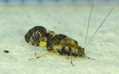 Lichenomima sparsa