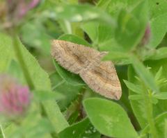 Scotopteryx