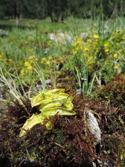 Pinguicula