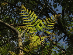 Jacaranda caucana