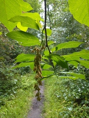 Pterostyrax hispidus