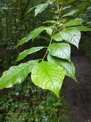 Pterostyrax hispidus