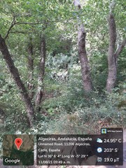 Alnus lusitanica