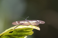 Acraea paragea