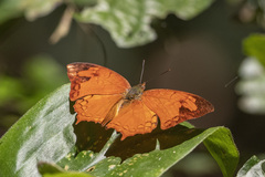 Polyura pleione bebra