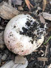 Scleroderma citrinum