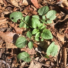 Valeriana pauciflora