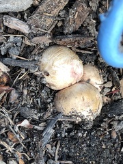 Scleroderma citrinum