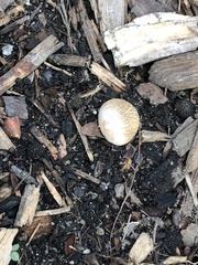 Scleroderma citrinum