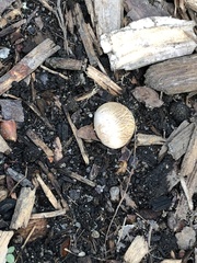 Scleroderma citrinum