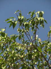 Platymiscium