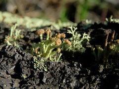 Cladonia botrytes