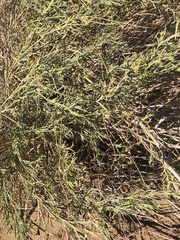Ectadium virgatum