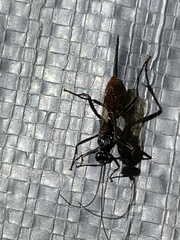 Atanycolus cappaerti