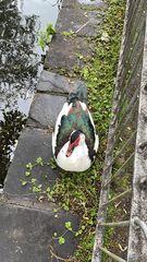 Cairina moschata domestica