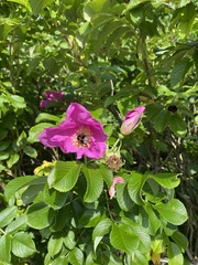 Rosa rugosa
