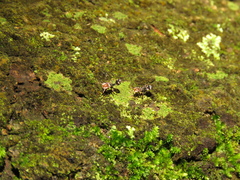 Cephalotes umbraculatus
