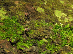 Cephalotes umbraculatus